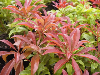 PIERIS japonica Red Mill