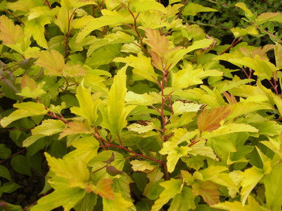 PHYSOCARPUS opulifolius Dart's Gold