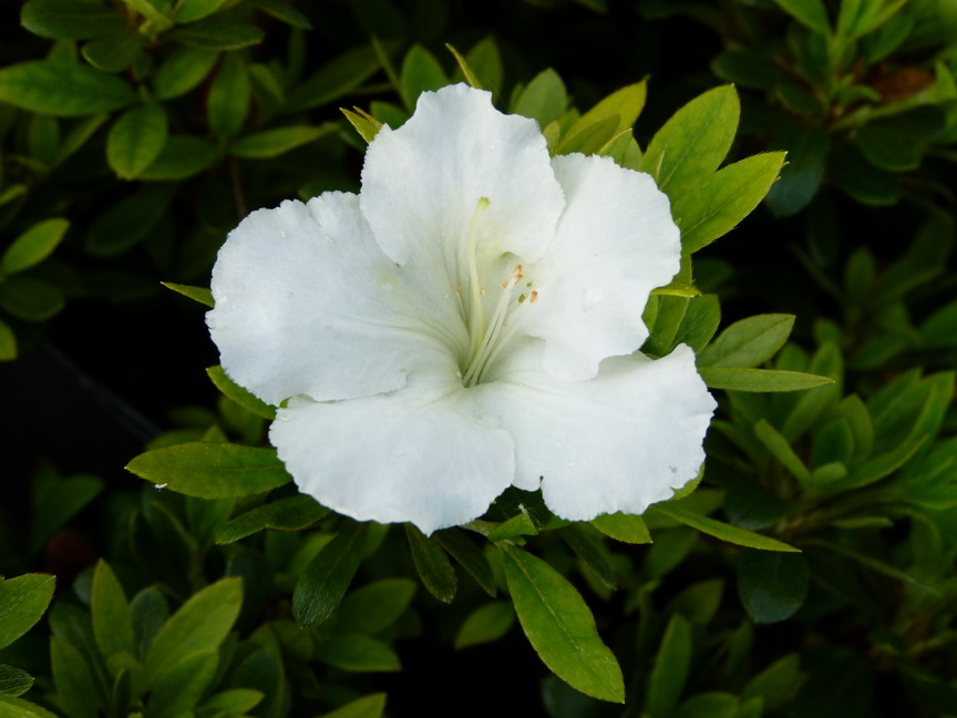 AZALEA japonaise Gumpo White