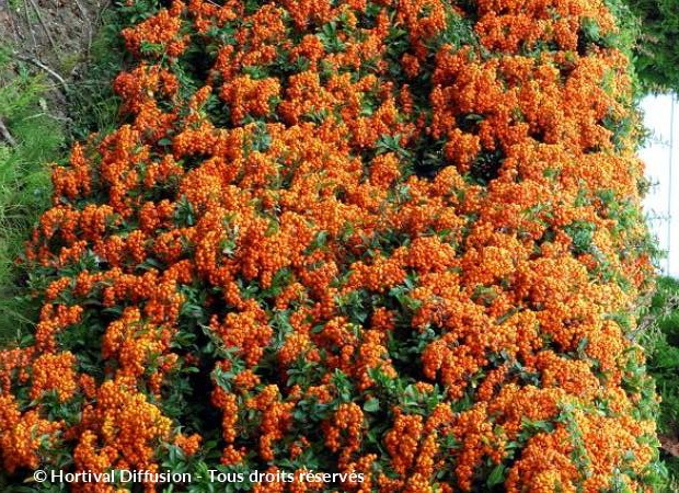 PYRACANTHA Saphyr Orange ®