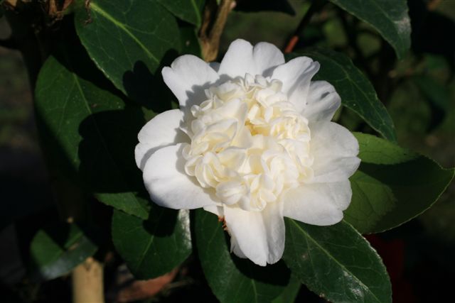 CAMELLIA japonica Man Size