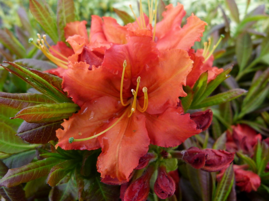 AZALEA de Gand Corneille