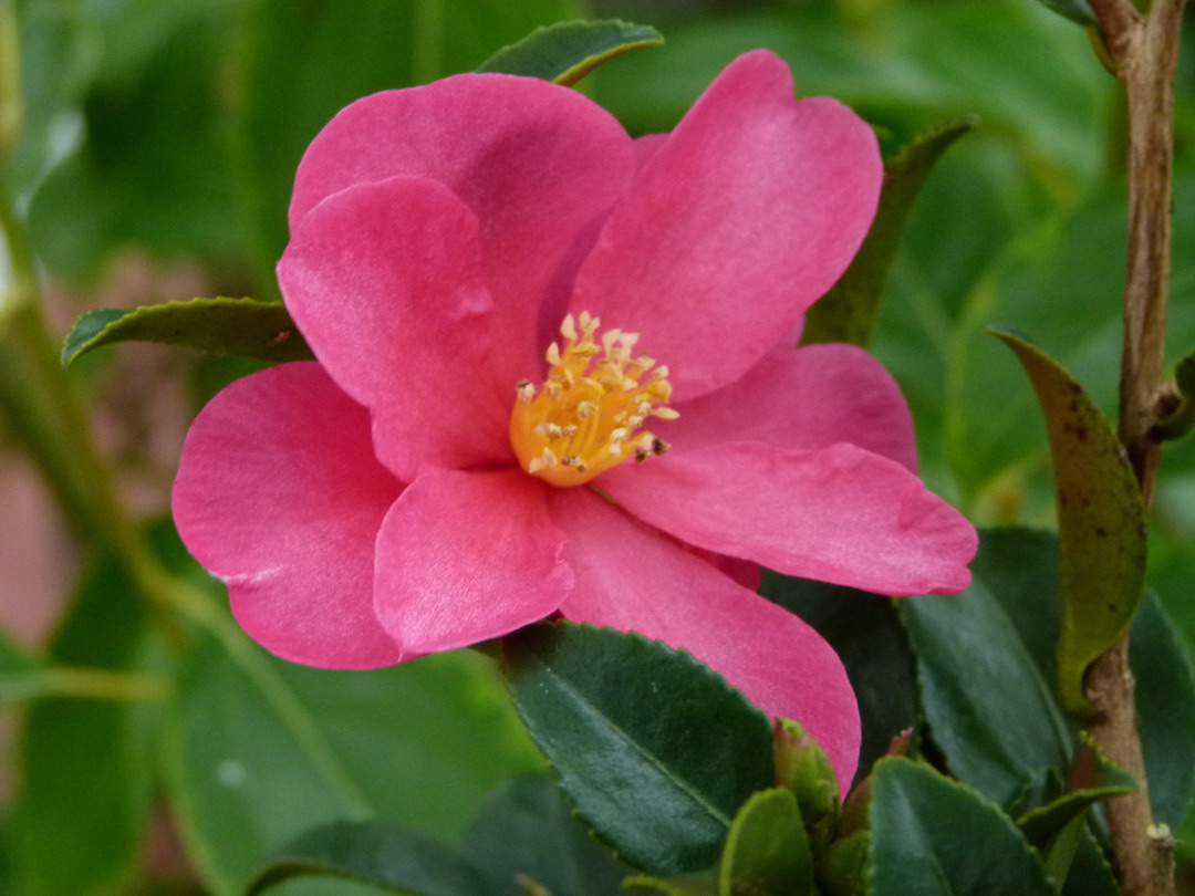 CAMELLIA sasanqua Biarnes