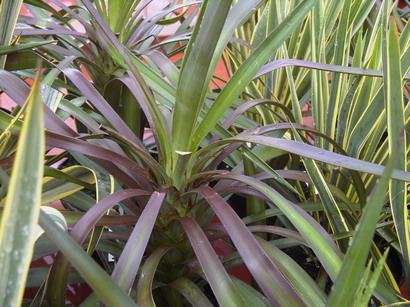 YUCCA aloifolia