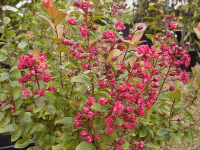 LAGERSTROEMIA indica Red Imperator : floraison estivale. Nº2434