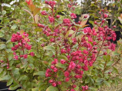 LAGERSTROEMIA indica Red Imperator