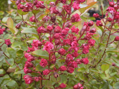 LAGERSTROEMIA indica Red Imperator : floraison estivale. Nº2435