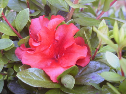 AZALEA japonaise Santa Maria
