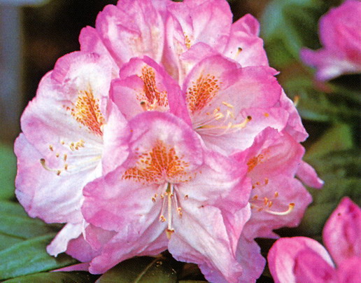 RHODODENDRON hybride Brigitte