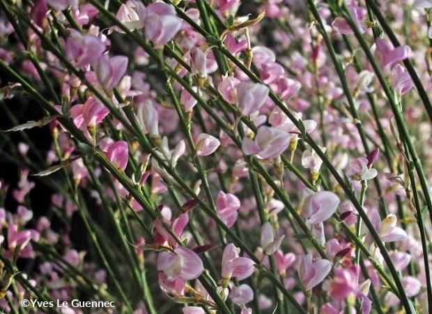 CYTISUS scoparius Moyclare Pink