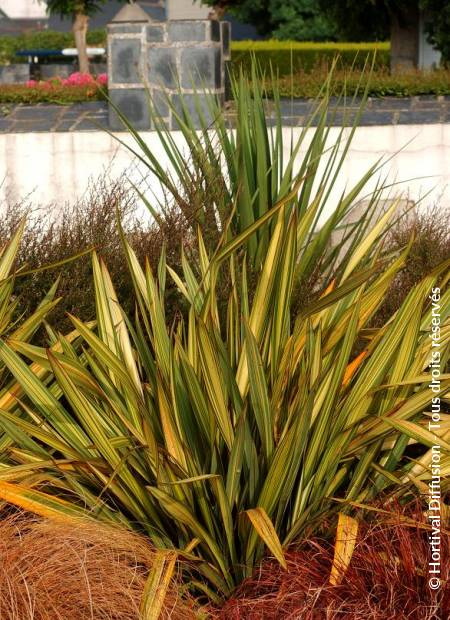 PHORMIUM Apricot Queen