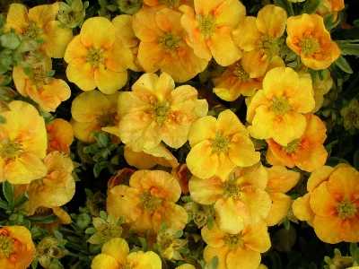 POTENTILLA Hopley's Orange