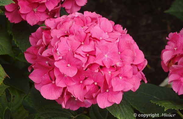 HYDRANGEA macrophylla Rosita