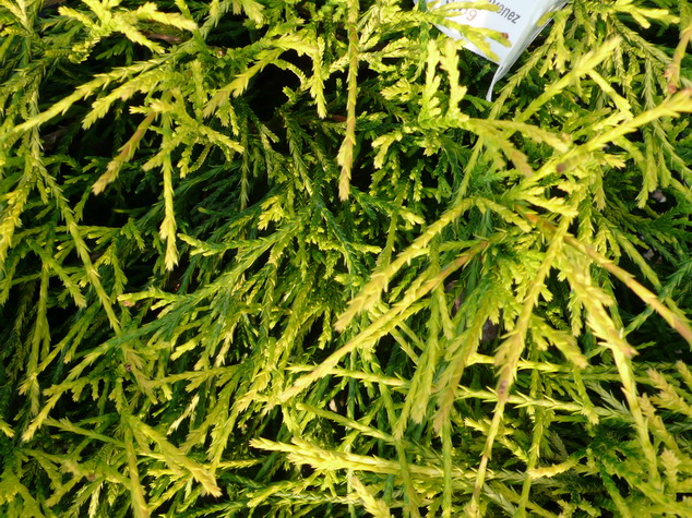 photo CHAMAECYPARIS pisifera Sungold