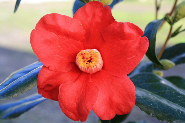 CAMELLIA japonica Adeyaka