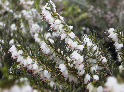 ERICA x.darleyensis Silberschmelze