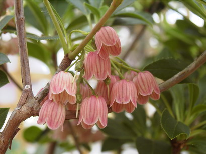 ENKIANTHUS campanulatus var. palibini : floraison de printemps. Nº2471
