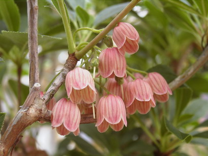 ENKIANTHUS campanulatus var. palibini : floraison de printemps. Nº2472