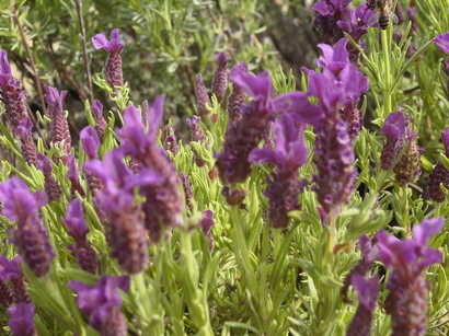 LAVANDULA stoechas Regal Splendour ® : floraison de mai à juin. Nº2475