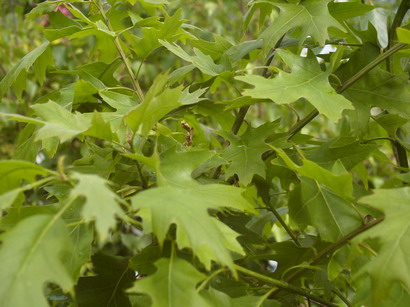 QUERCUS rubra