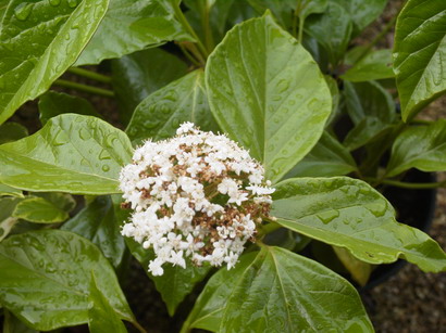 VIBURNUM japonicum