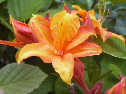 AZALEA caduque Golden Eagle