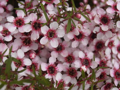 LEPTOSPERMUM humifusum