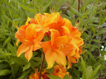AZALEA caduque Golden Eagle