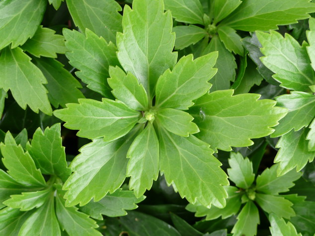 PACHYSANDRA terminalis Green Carpet