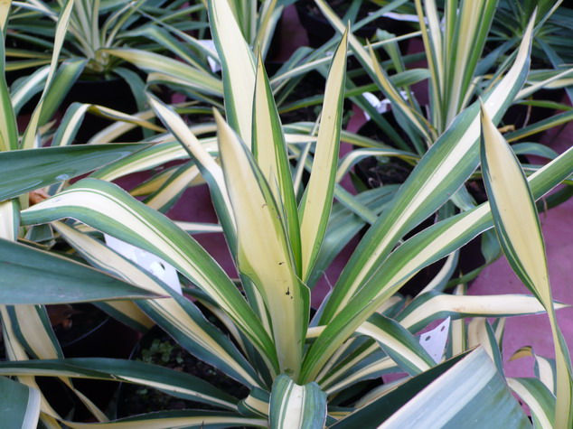YUCCA filamentosa Colour Guard