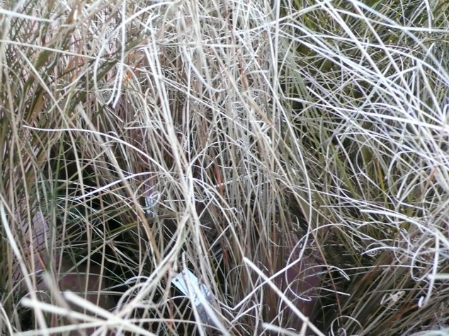 CAREX buchananii