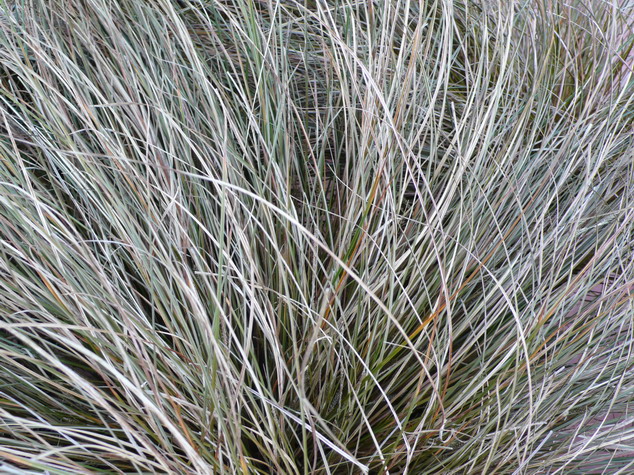 CAREX flagellifera Vert Olive