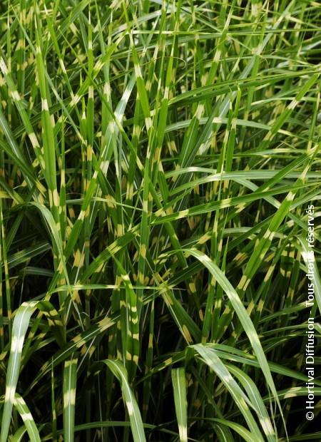 MISCANTHUS sinensis Strictus