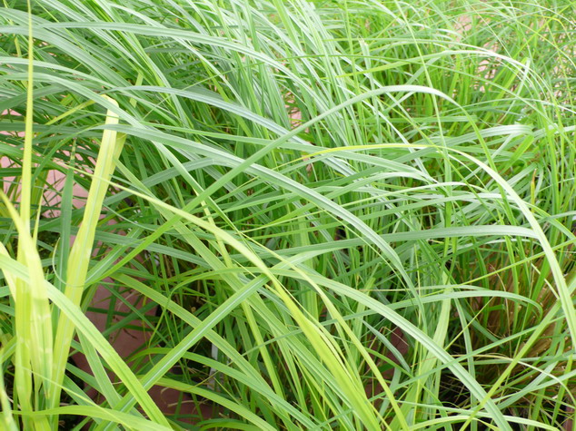 PANICUM virgatum Rehbraun