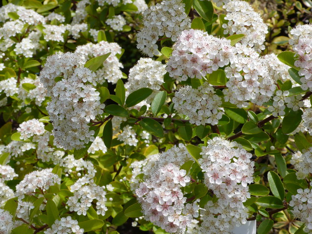 PYRACANTHA Mohave
