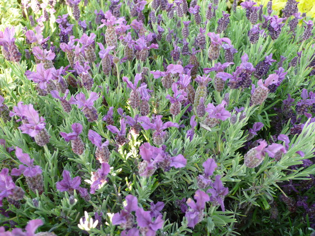 LAVANDULA stoechas Regal Splendour ® : floraison de mai à juin. Nº2528