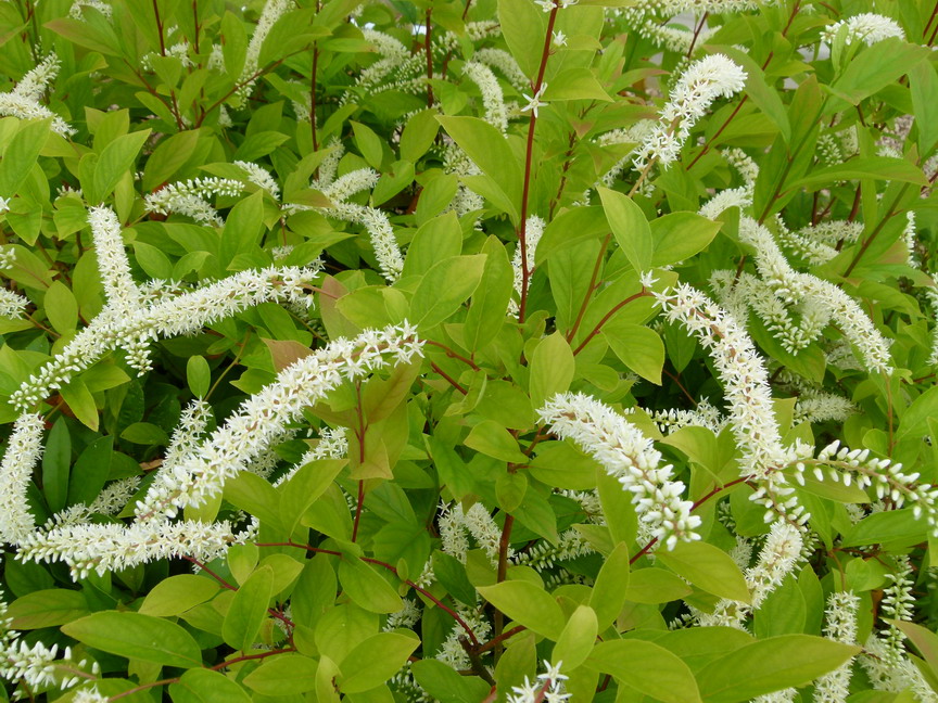 ITEA virginica Henry's Garnet