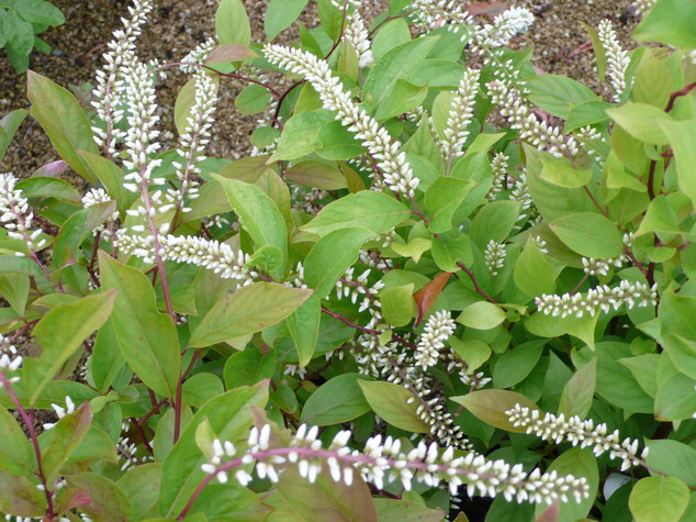 ITEA virginica Henry's Itéa Henry's Pépinière en