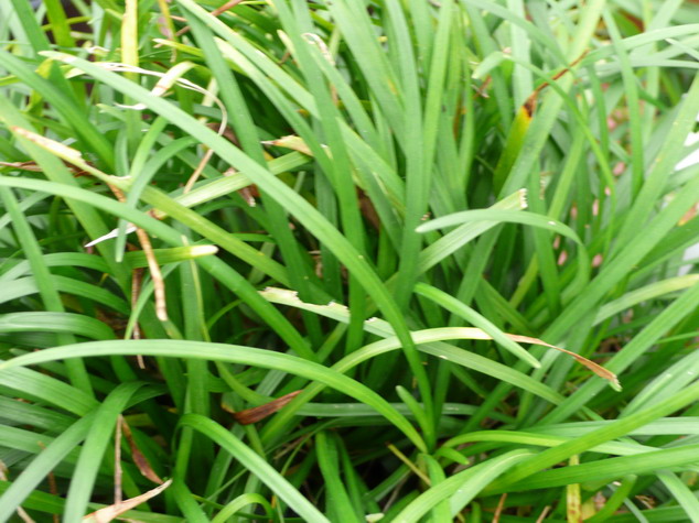 OPHIOPOGON japonicus Minor