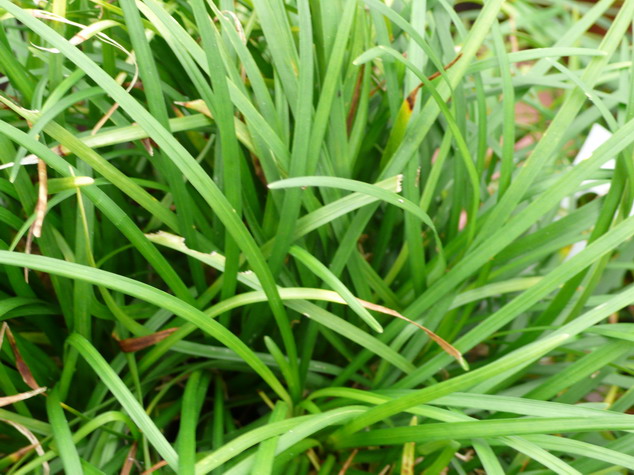 OPHIOPOGON japonicus Sydney