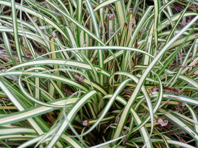 CAREX morrowii Variegata