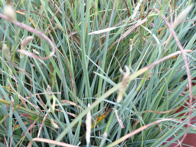 CAREX panicea