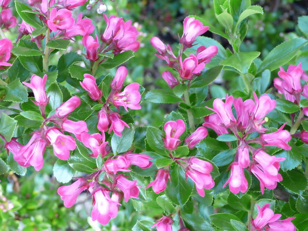 ESCALLONIA Pride of Donard : floraison de mai à juin. Nº2547