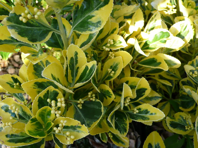 EUONYMUS japonicus Marieke Ovatus Aureus