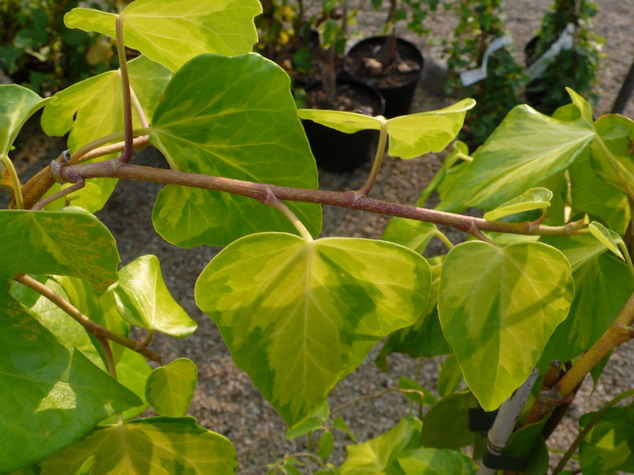 HEDERA colchica Sulfur Heart
