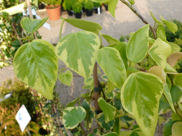 HEDERA colchica Dentata Variegata