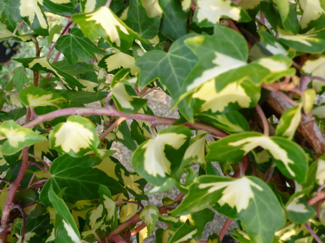 HEDERA helix Oro di Bogliasco