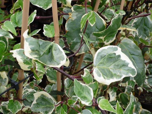 HEDERA canariensis Gloire de Marengo