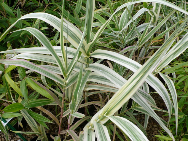 ARUNDO donax Variegata