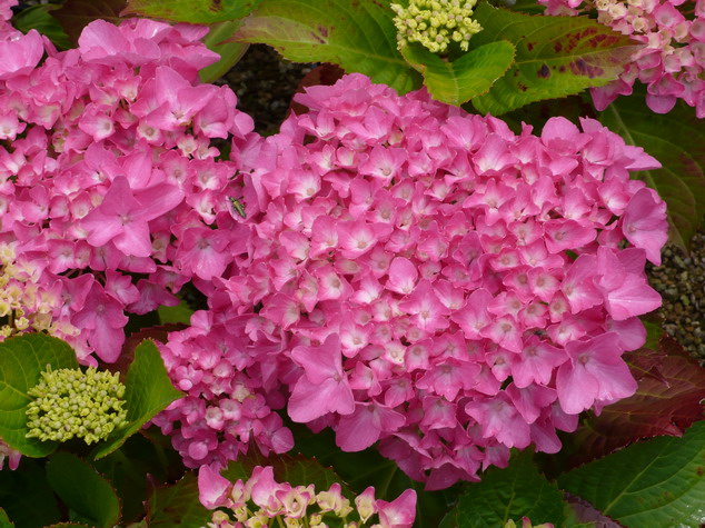 HYDRANGEA macrophylla Freundenstein